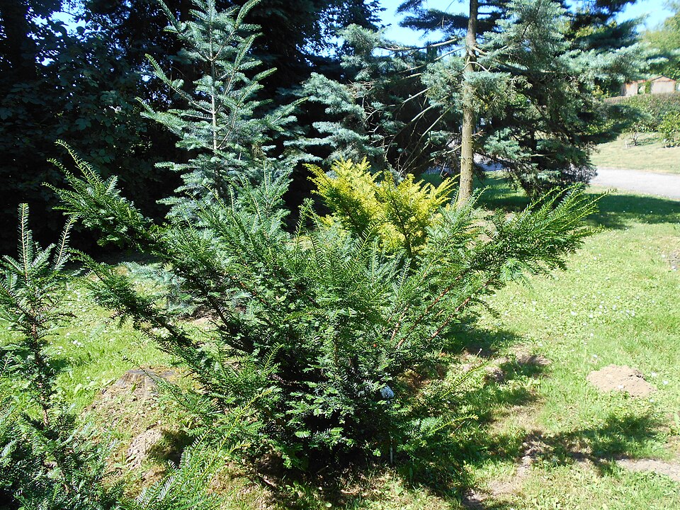Taxus cuspidata 'Nana' (Dwarf Japanese yew) (alternate view 3)