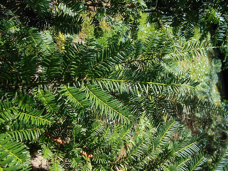 Taxus cuspidata 'Nana' (Dwarf Japanese yew) (alternate view 4)