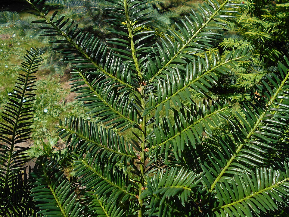 Taxus cuspidata 'Nana' (Dwarf Japanese yew) (alternate view 5)