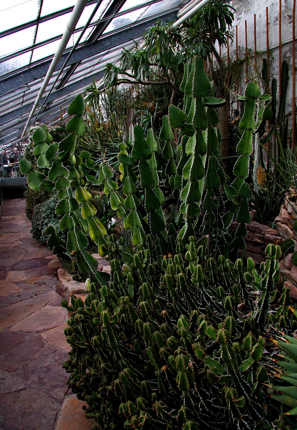Euphorbia (Spurges) (alternate view 2)