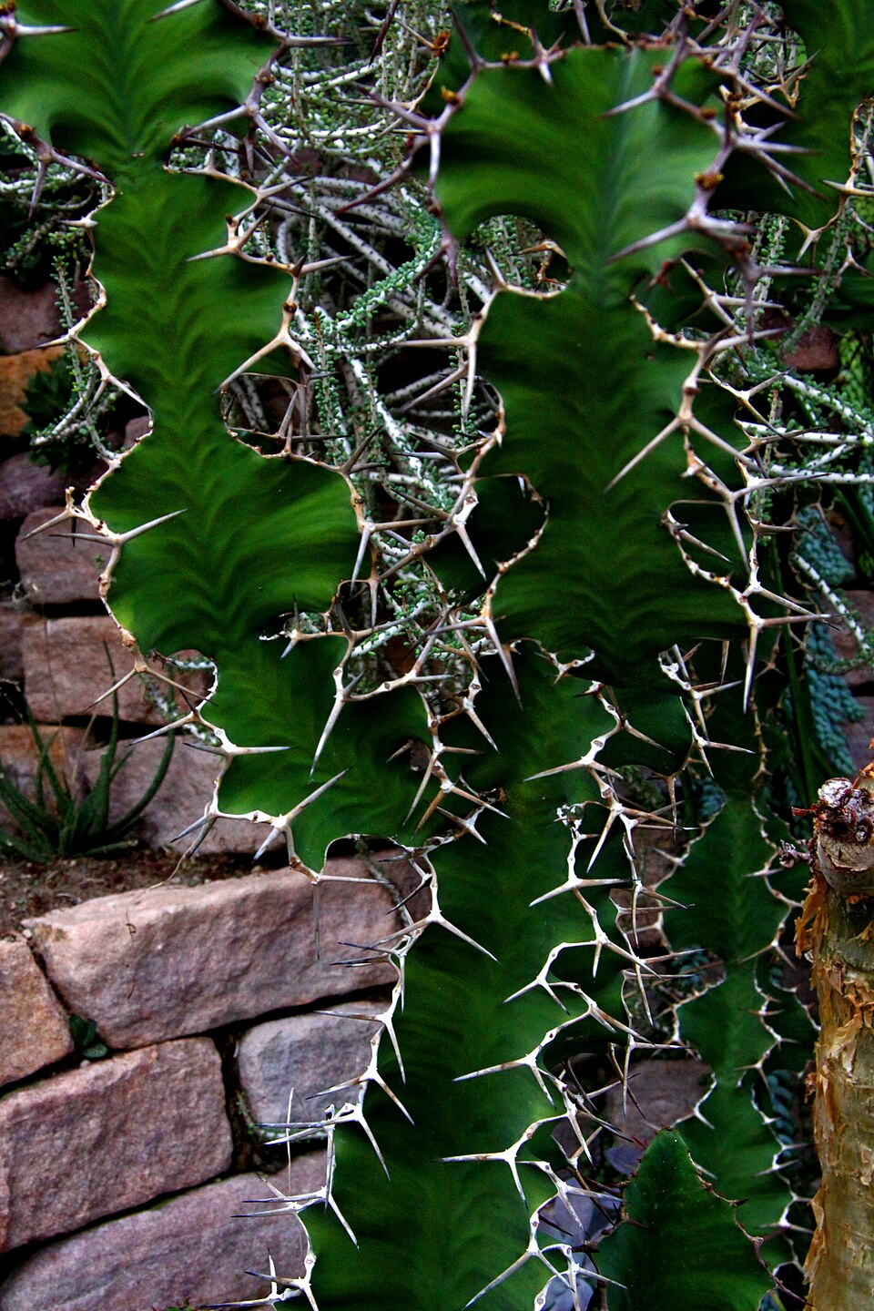 Euphorbia (Spurges) (alternate view 3)
