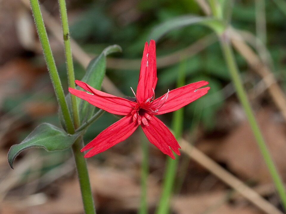 Silene virginica (fire pink) (alternate view 5)