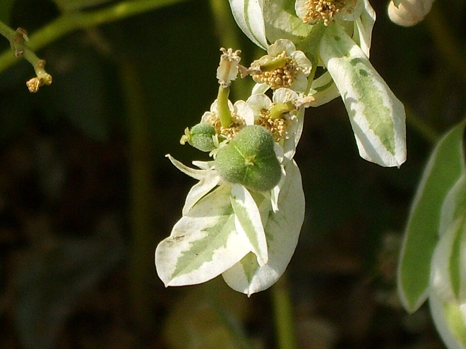 Euphorbia marginata (snow-on-the-mountain) (alternate view 8)