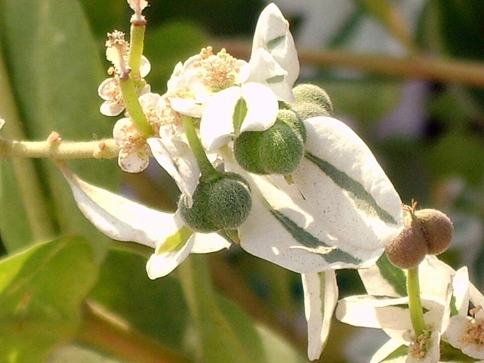 Euphorbia marginata (snow-on-the-mountain) (alternate view 9)