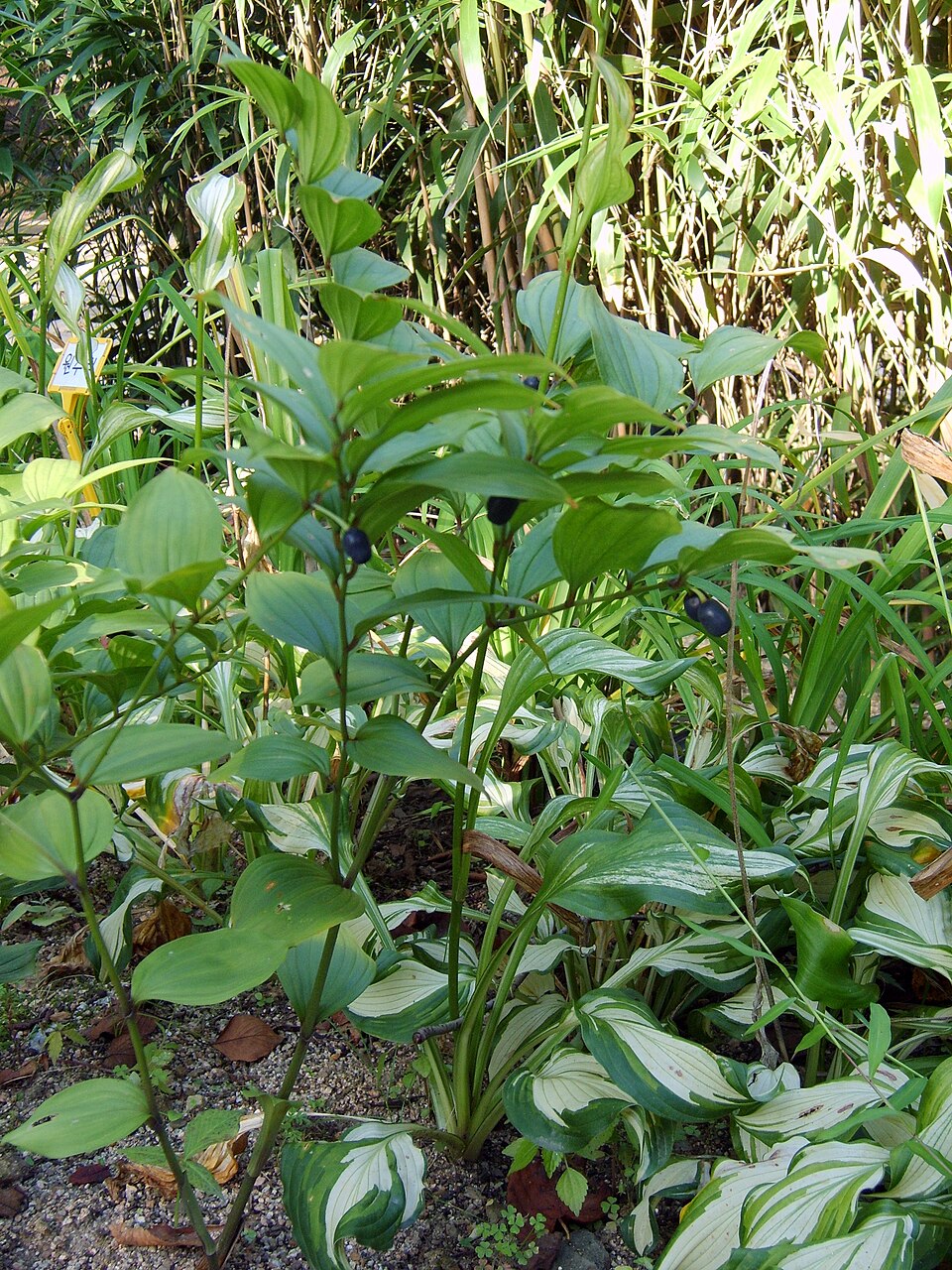 Disporum uniflorum (Yellow Fairybells)