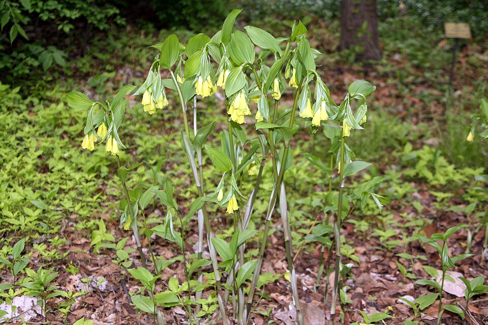Disporum uniflorum (Yellow Fairybells)