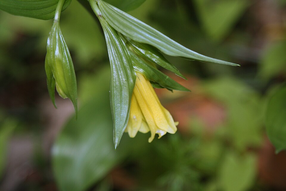 Disporum uniflorum (Yellow Fairybells)