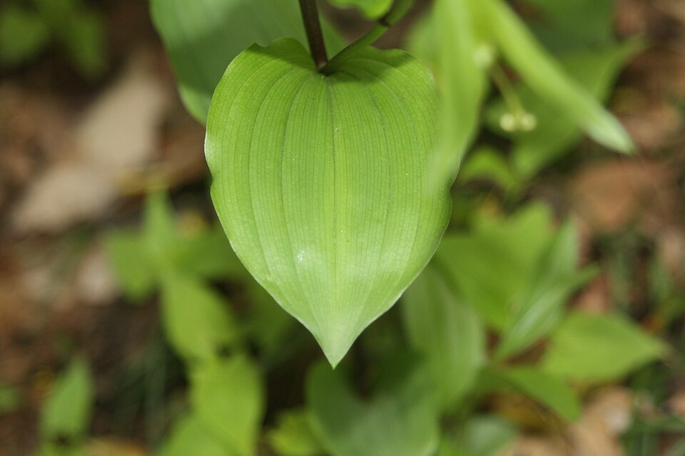 Disporum uniflorum (Yellow Fairybells)