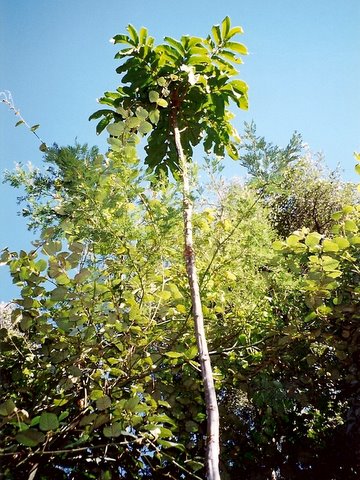 Diploglottis australis (Native Tamarind) (alternate view 4)