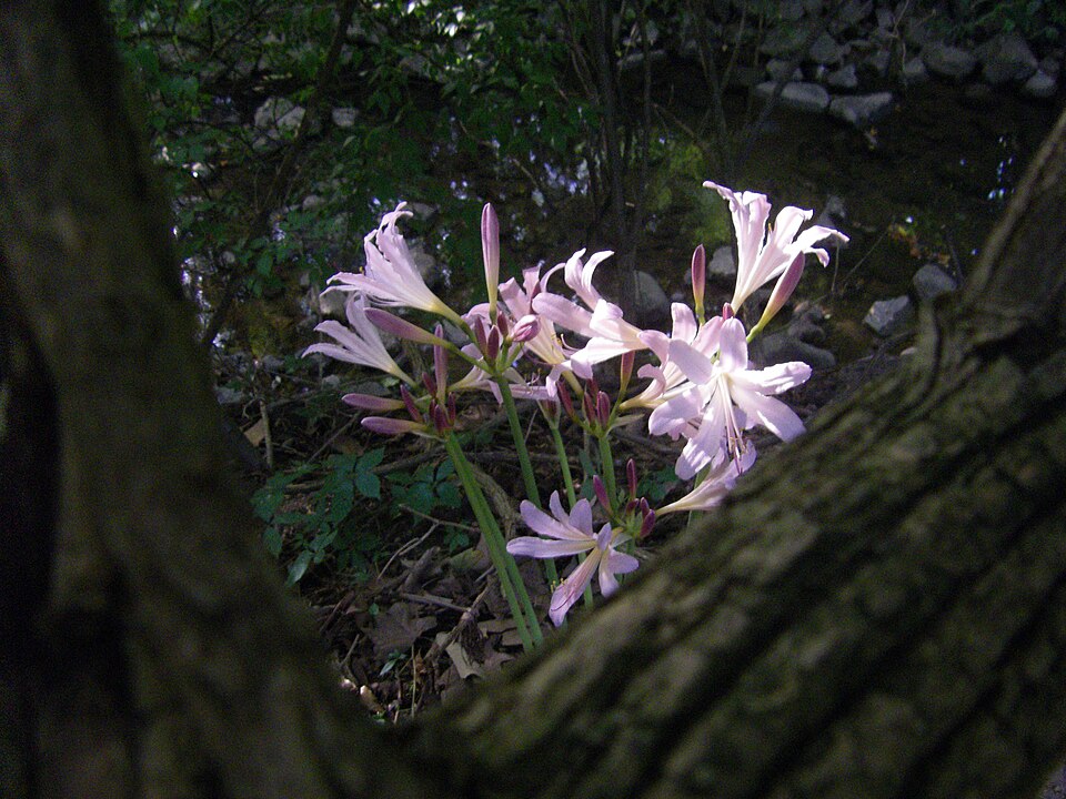 Lycoris squamigera (Surprise Lily) (alternate view 10)