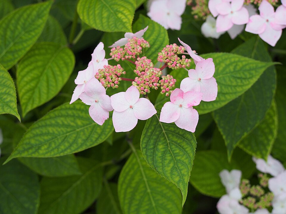 Hydrangea serrata 'Grayswood' (Grayswood Hydrangea)
