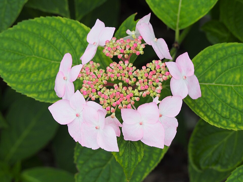 Hydrangea serrata 'Grayswood' (Grayswood Hydrangea) (alternate view 2)