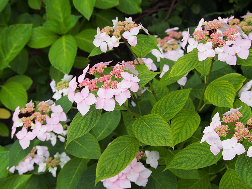 Hydrangea serrata 'Grayswood' (Grayswood Hydrangea) (alternate view 3)