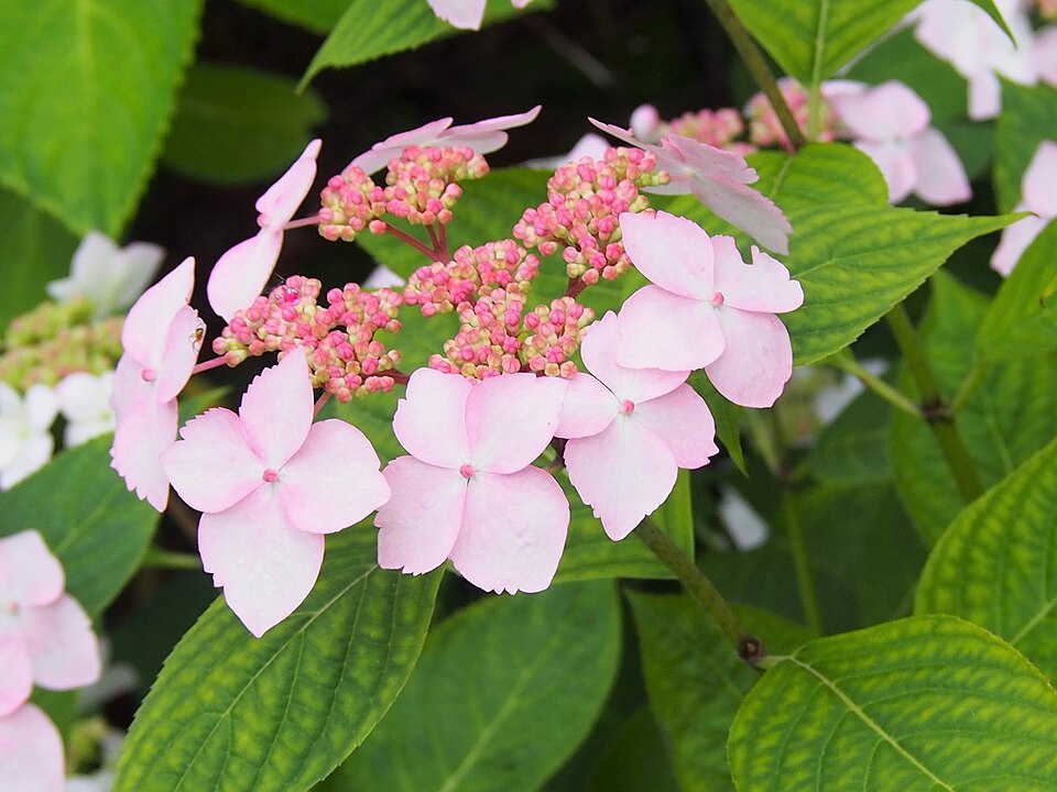 Hydrangea serrata 'Grayswood' (Grayswood Hydrangea) (alternate view 4)