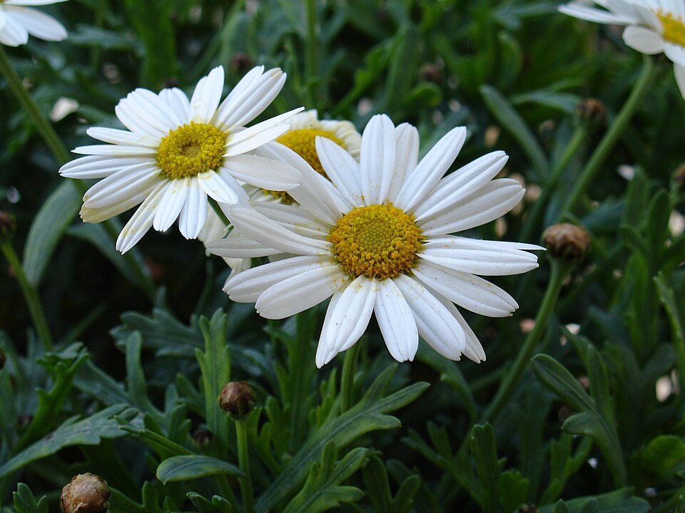 Leucanthemum maximum (max chrysanthemum)