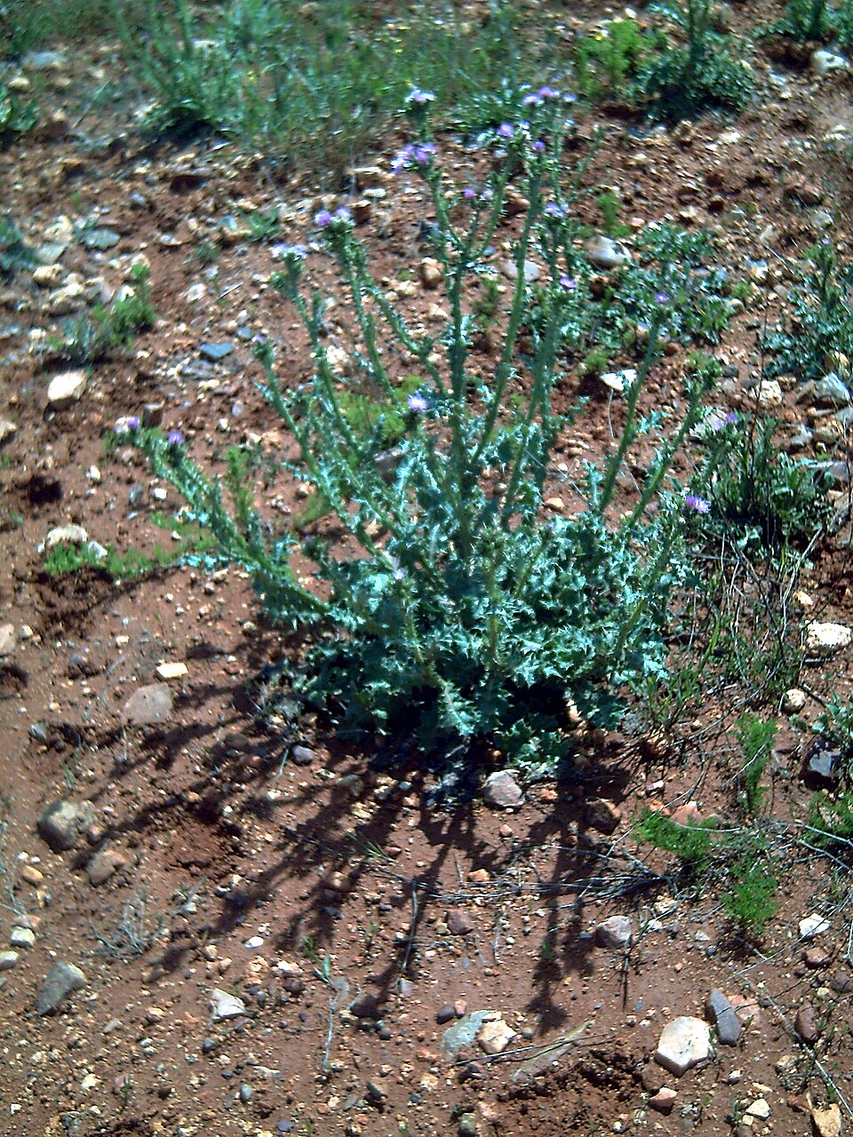 Carduus tenuiflorus (slenderflower thistle) (alternate view 6)