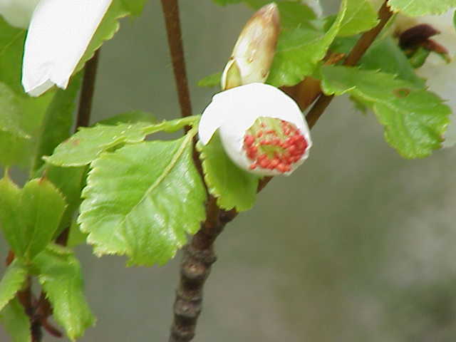 Eucryphia glutinosa (Brush Bush) (alternate view 6)