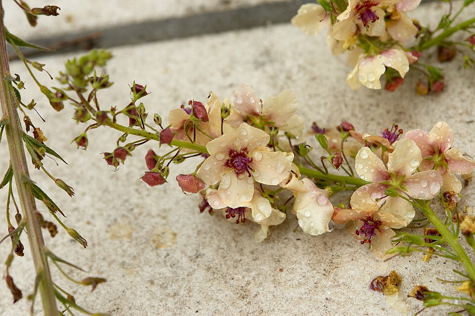Verbascum phoeniceum (purple verbascum) (alternate view 8)