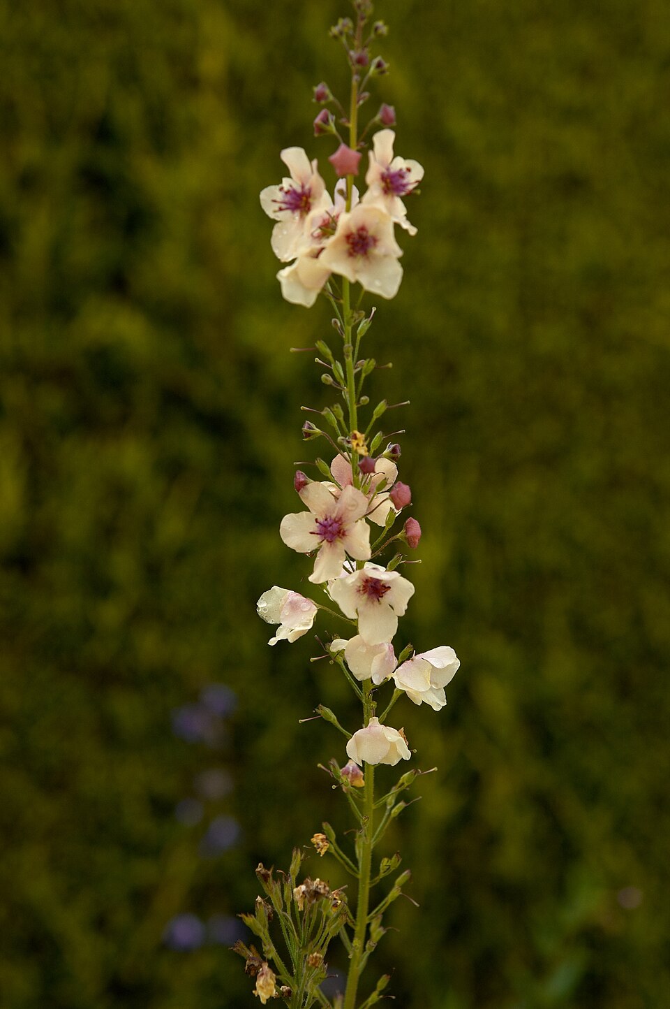Verbascum phoeniceum (purple verbascum) (alternate view 9)