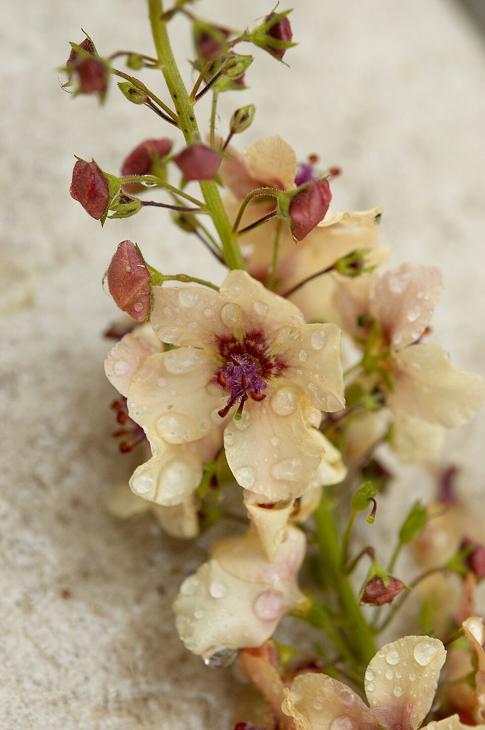 Verbascum phoeniceum (purple verbascum) (alternate view 10)