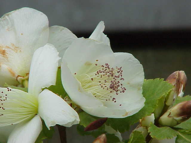 Eucryphia glutinosa (Brush Bush) (alternate view 7)