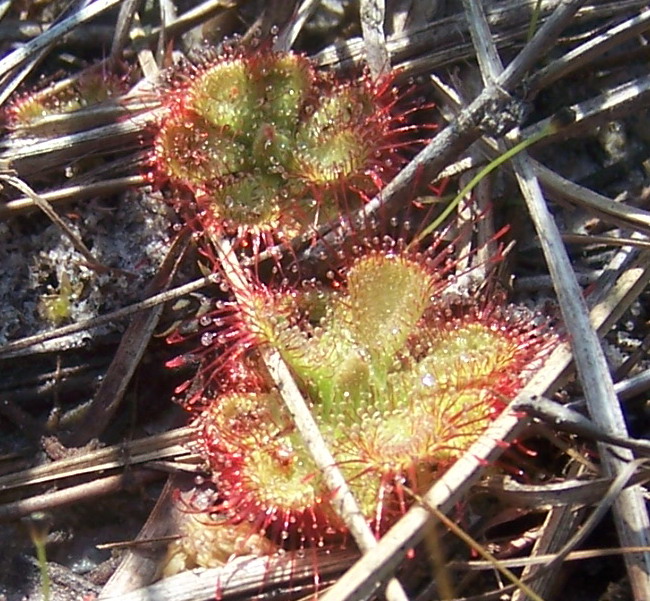Drosera burmanni (tropical sundew) (alternate view 2)
