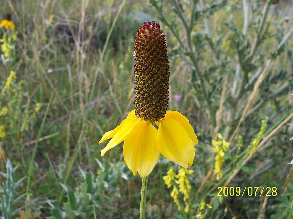 Ratibida columnifera (upright prairie coneflower)