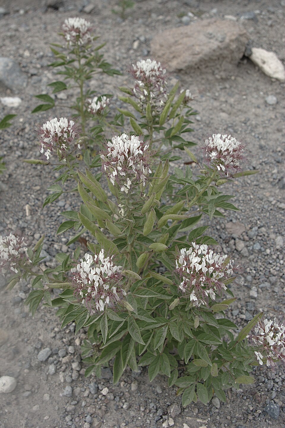 Polanisia dodecandra (redwhisker clammyweed) (alternate view 2)