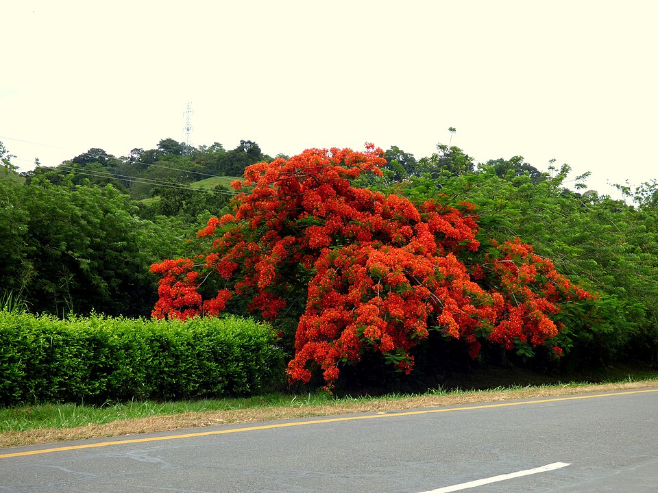Delonix regia (Royal Poinciana) (alternate view 6)