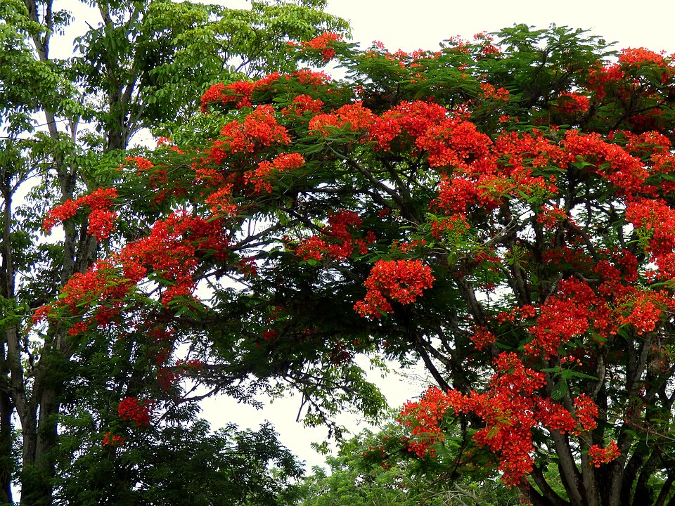 Delonix regia (Royal Poinciana) (alternate view 7)