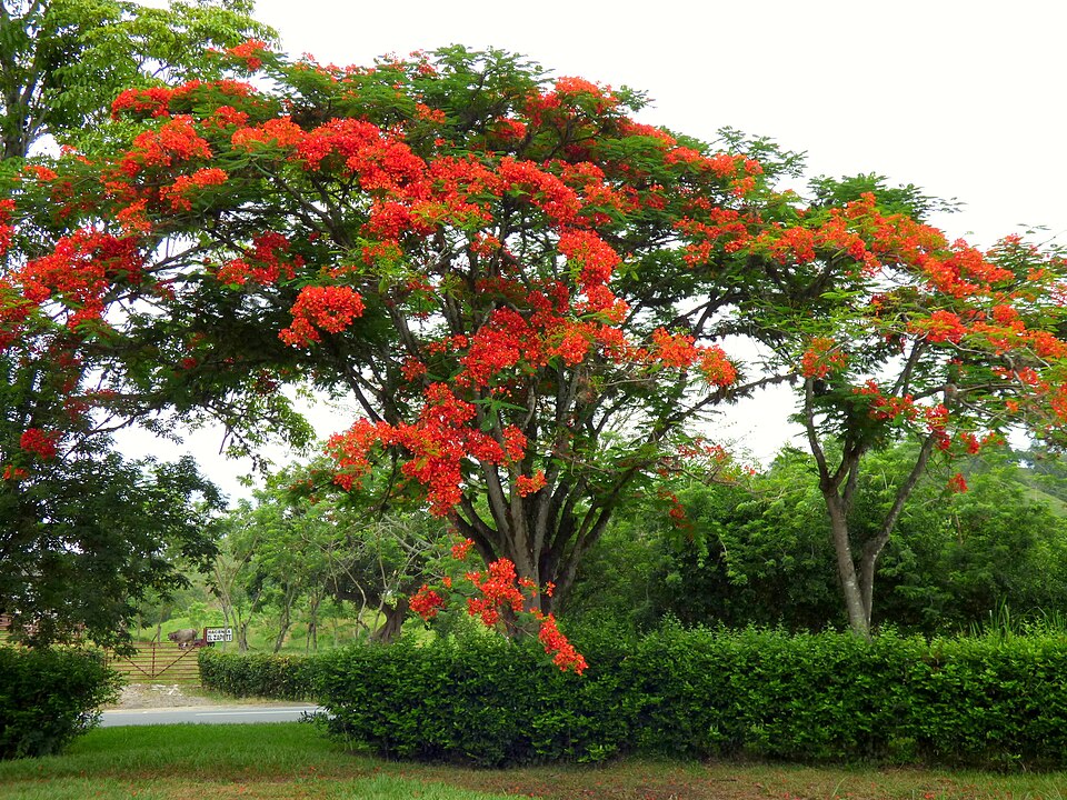 Delonix regia (Royal Poinciana) (alternate view 8)