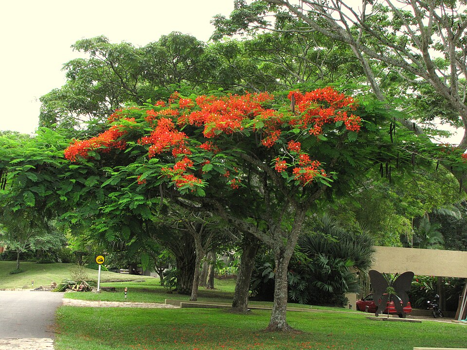 Delonix regia (Royal Poinciana) (alternate view 9)