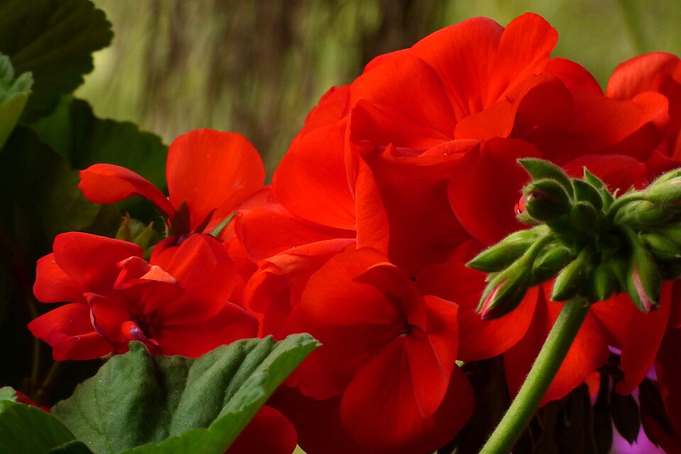 Pelargonium × hybridum (garden geranium)