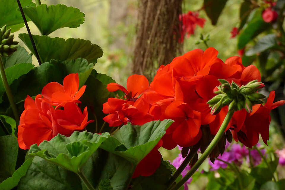Pelargonium × hybridum (garden geranium) (alternate view 2)