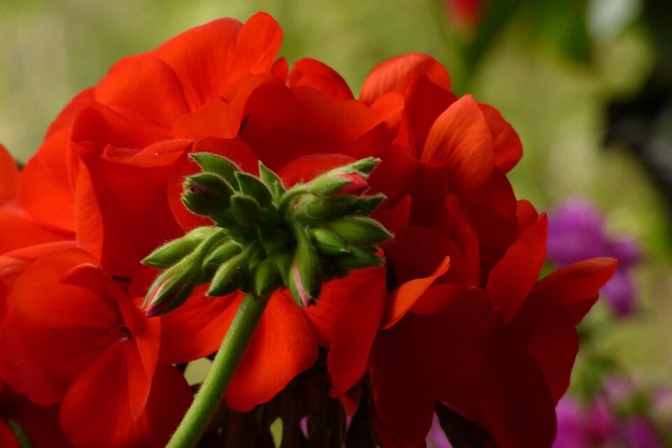 Pelargonium × hybridum (garden geranium) (alternate view 3)