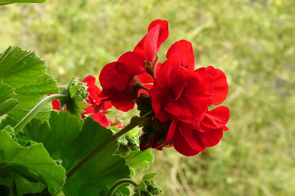 Pelargonium × hybridum (garden geranium) (alternate view 4)
