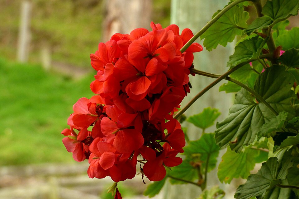 Pelargonium × hybridum (garden geranium) (alternate view 5)