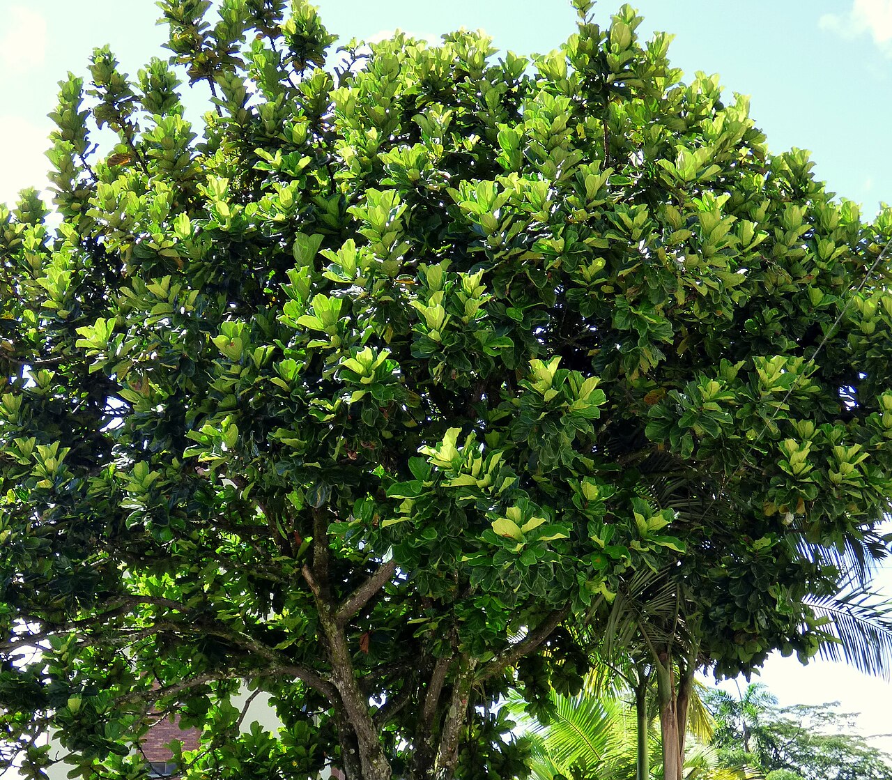 Ficus lyrata (fiddle leaf fig)