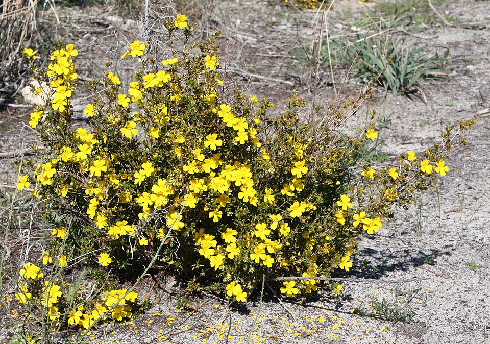 Hibbertia hypericoides (Yellow Buttercups) (alternate view 6)