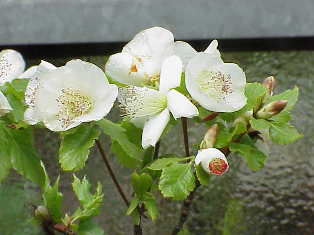 Eucryphia glutinosa (Brush Bush) (alternate view 8)