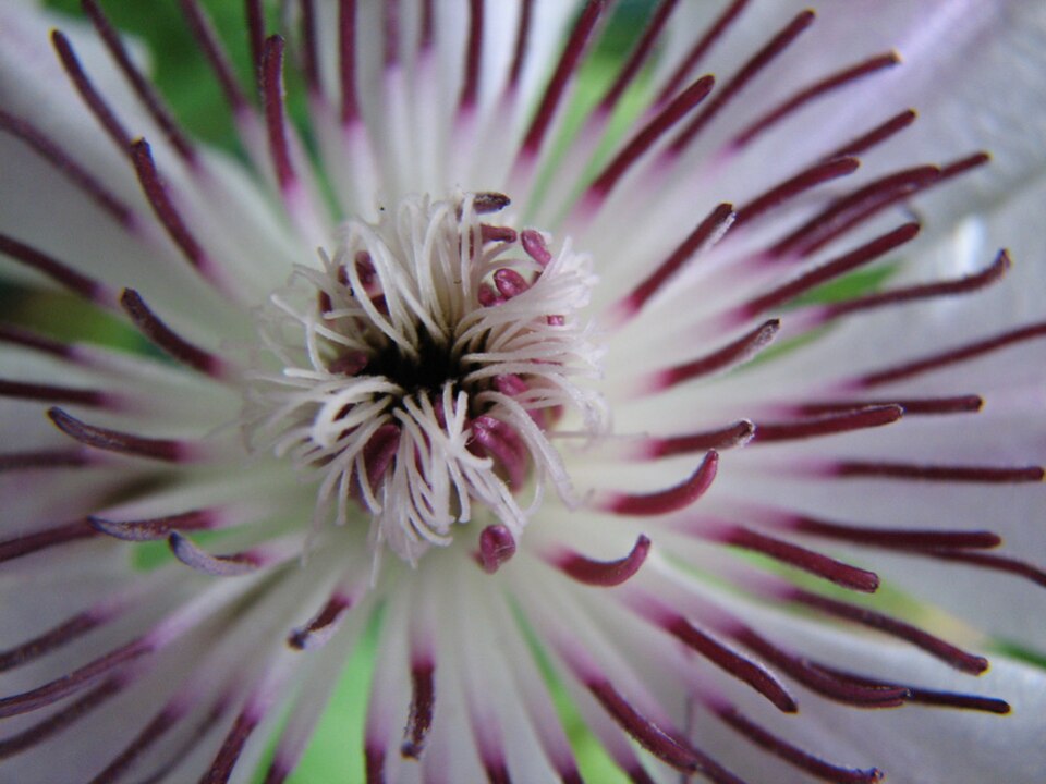 Clematis (Clematis and leatherflowers) (alternate view 12)