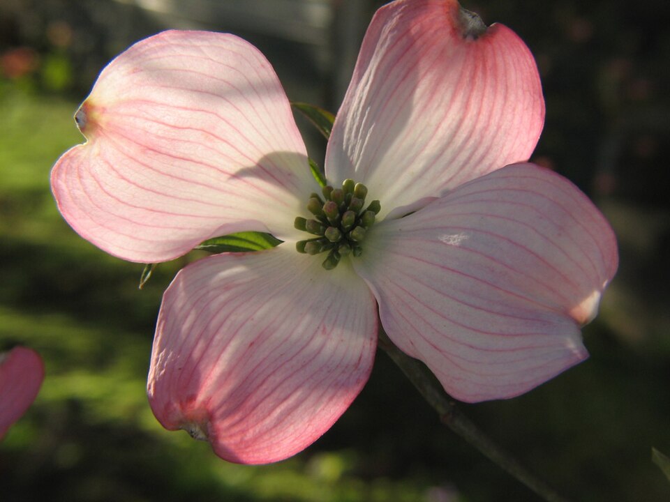 Cornus florida (eastern dogwood) (alternate view 7)