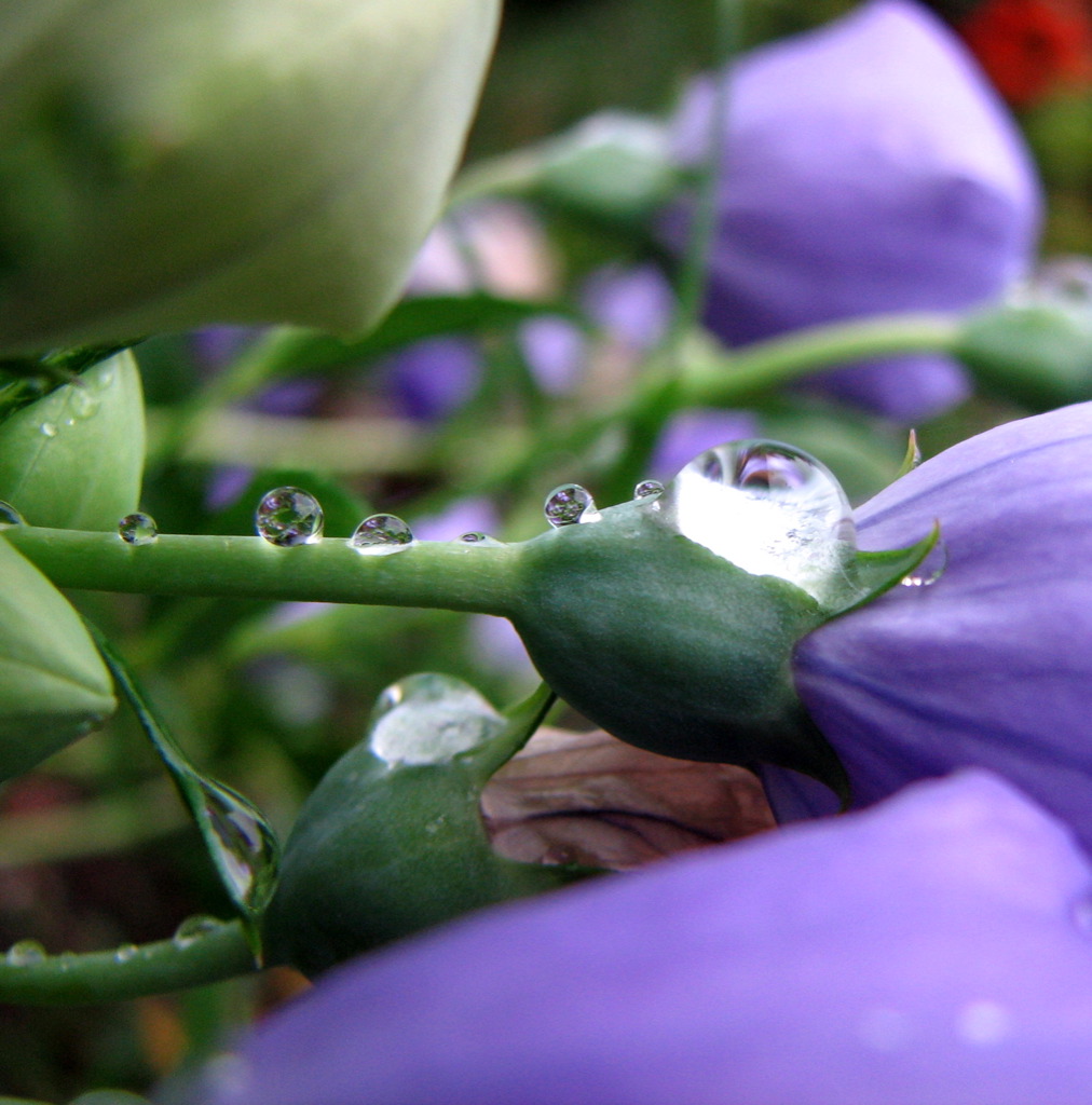 Platycodon grandiflorus, Balloon flower — clumping deciduous (Campanulaceae) (image 4 of 4)