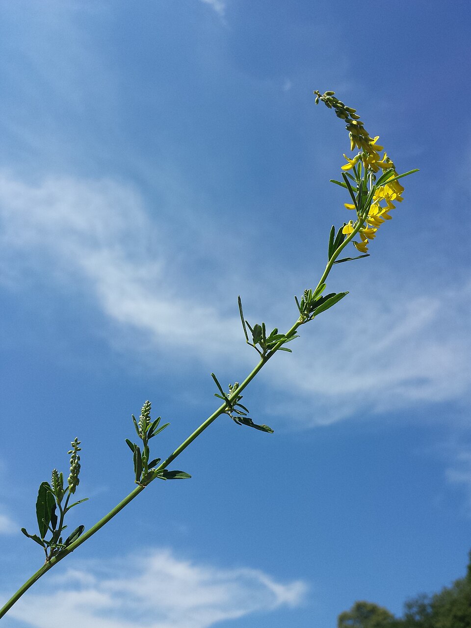 Melilotus altissimus (tall melilot)