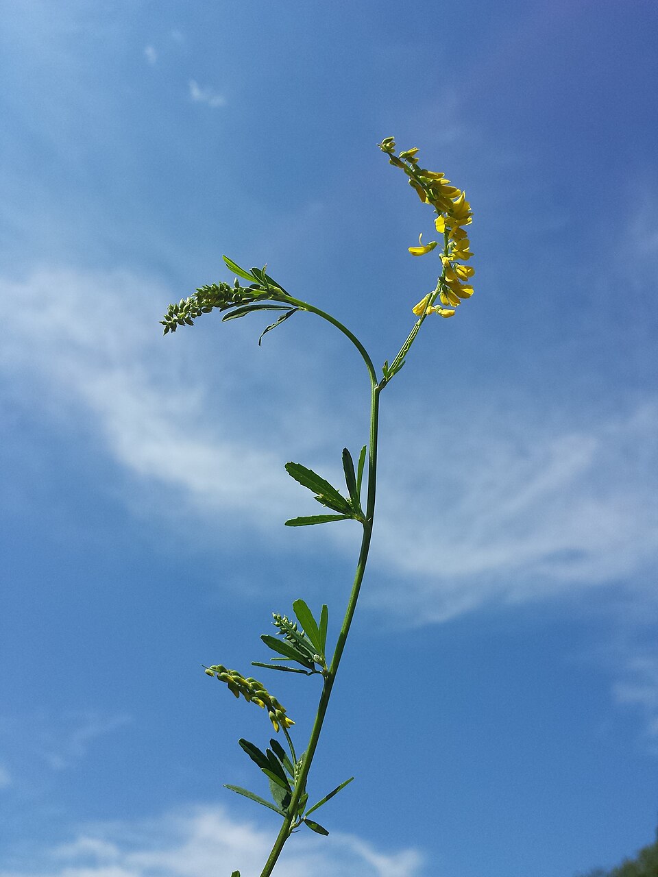 Melilotus altissimus (tall melilot)