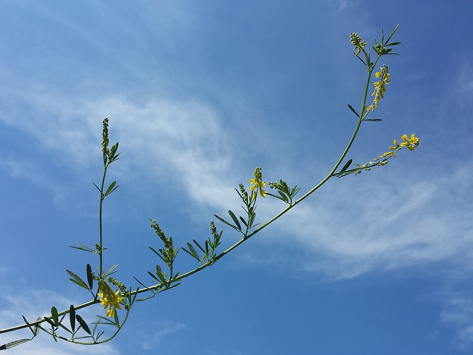 Melilotus altissimus (tall melilot)