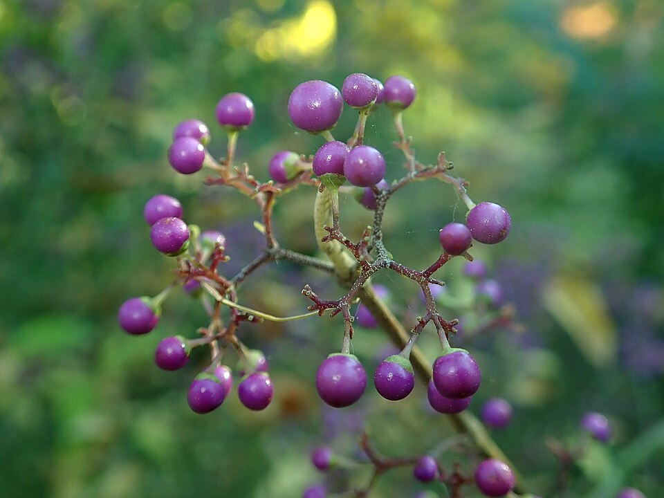 Callicarpa (Beautyberries) (alternate view 4)