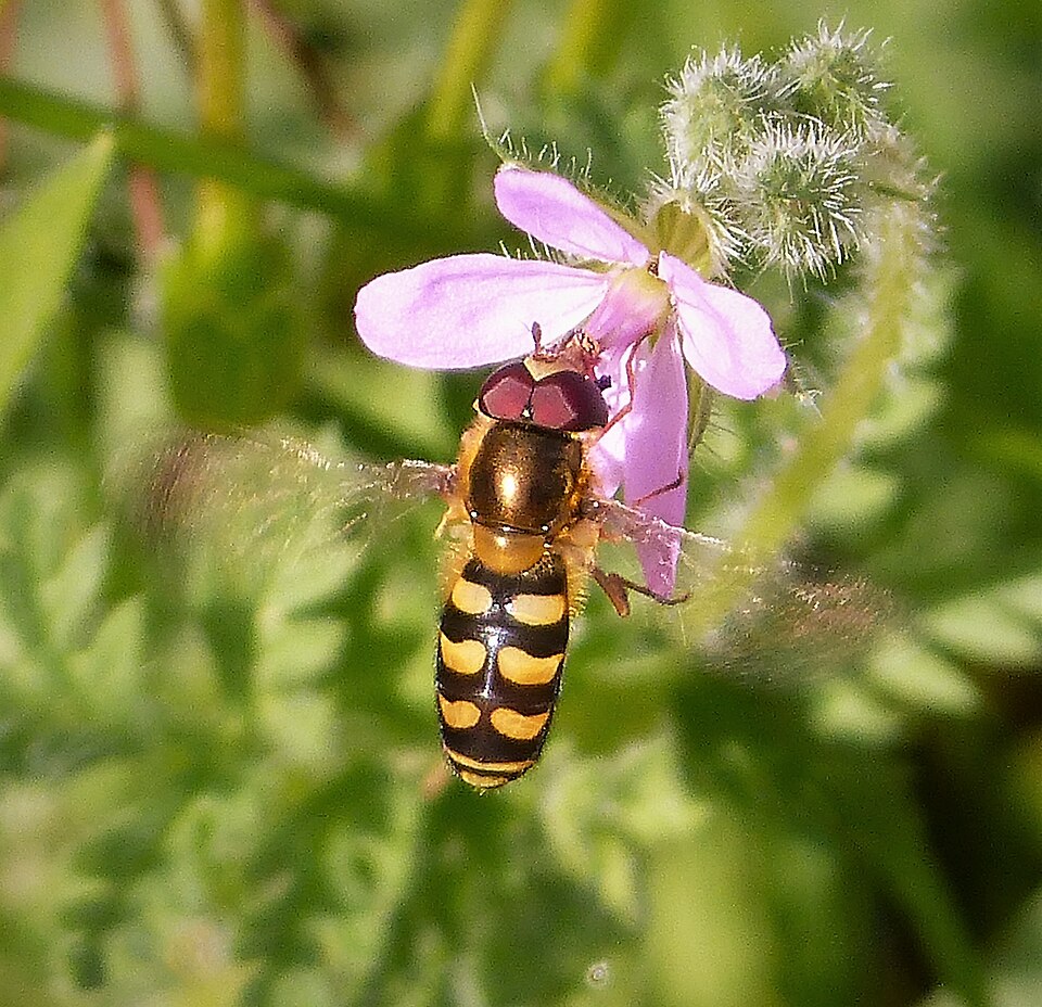 Erodium (stork's-bills) (alternate view 5)