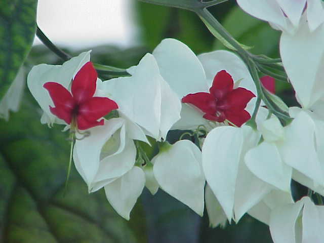 Clerodendrum thomsoniae, Bleeding-heart vine — climbing semi-evergreen (Lamiaceae) (image 1 of 10)