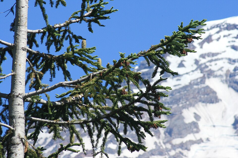 Abies procera (Noble Fir) (alternate view 13)
